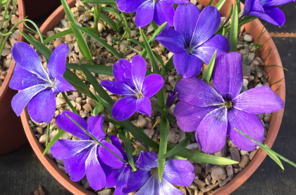 Tecophilaea cyanocrocus 'Violacea' 